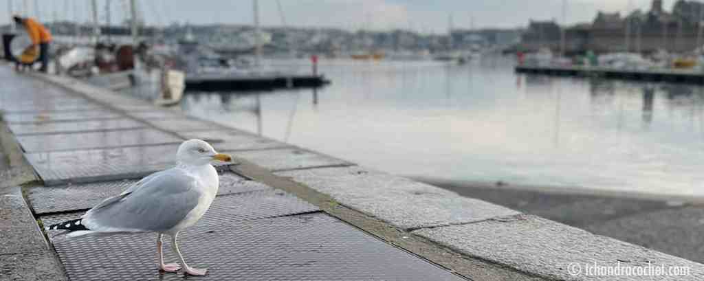 Une mouette contemple la ville close de Concarneau